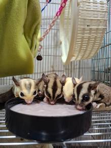 Sugar gliders