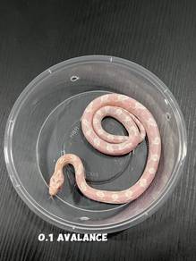 corn snake (avalance morph)