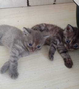 BSH mix PERSIAN (KITTENS)