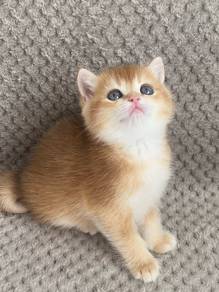 Pure Breed Bsh Golden