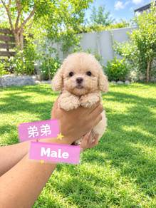 Tiny Poodle MALE M2 ( most cheapest in JB)