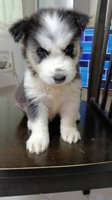 Available Puppy  🐺
