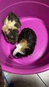 Guine Pig