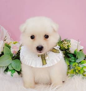 Pomsky