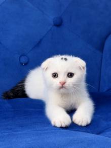 Scottish fold SCF Kitten