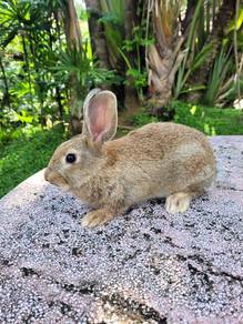 Arnab comel jantan 2 bulan🐰