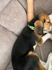 beagle