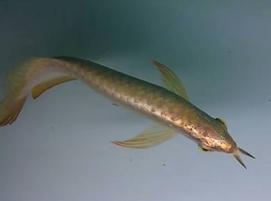 Arowana golden head crossback 15 inch