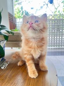 Mix Maiencoon Kitten