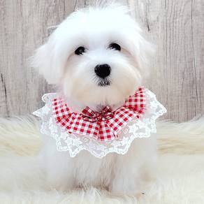 Maltese