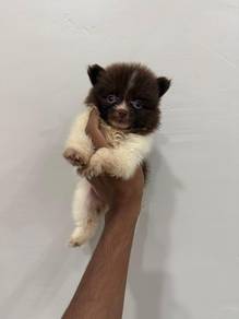 Tiny Brown Face Pomeranian