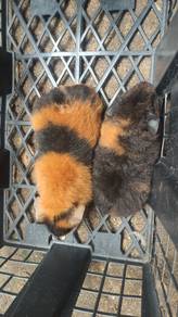 Guinea Pig Teddy sepasang.