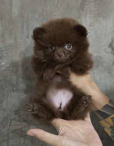 POMERANIAN PUPPIES A137 🌻 Available Boy-Girl