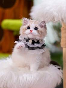 Ragdoll cat