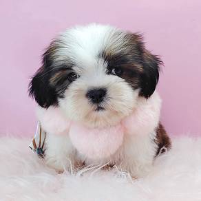 Shih Tzu