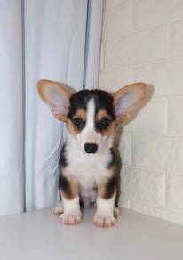 J0605 Corgi Cute Plump Body Baby Puppy