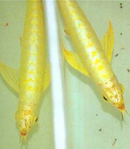 24k golden crossback 3a quality -wholesale price