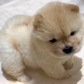 Chow chow cream