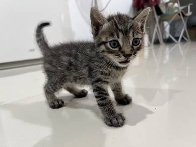 Cute Male Bengal x Siamese Mix Kitten 🐱
