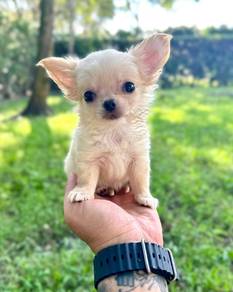 chihuahua