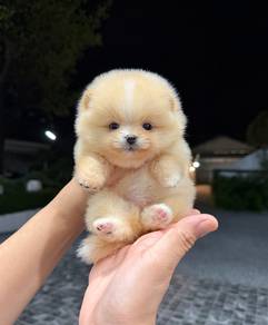 Pomeranian Short Leg Tiny Female Puppy