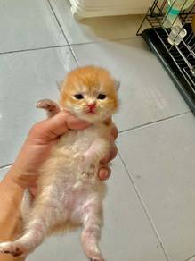 Super Cute BSH Golden NY 12