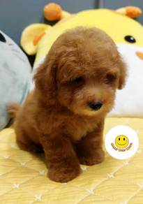 PP1299 Tiny Poodle 2 months old