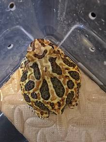 pacman