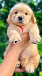Golden Retriver