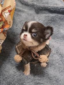 CHIhuahua