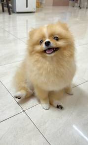 Baby-faced Pomeranian Tiny Cute Puppy Puppy