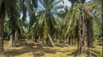 Agricultural Land in Port Dickson, NSN