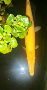 albino predator fish (nego) 