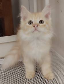 Domestic Long Hair