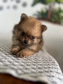mini Pomeranian 17