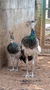Merak peacock