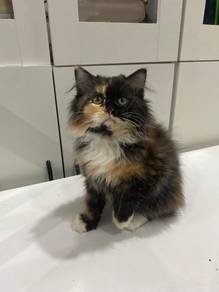 kucing