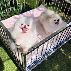 pomeranian 12