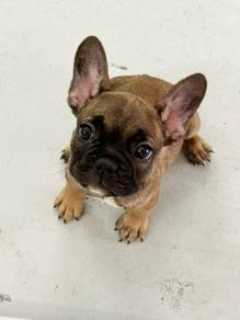 french bulldog