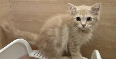 Persian cat for sale