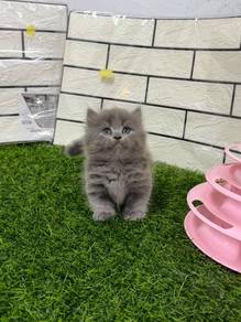 Blue Minuet kitten