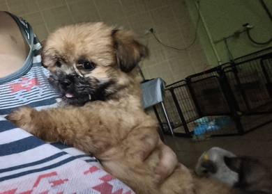 shi tzhu mix chiwawa