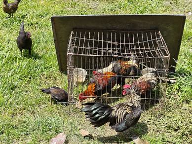 Ayam Kg 3ekor 50ya