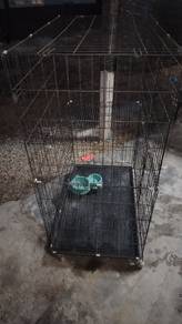 sangkar kucing