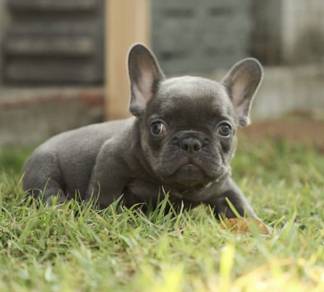 FRENCH BULLDOG PUPPIES🌻A295 Girl