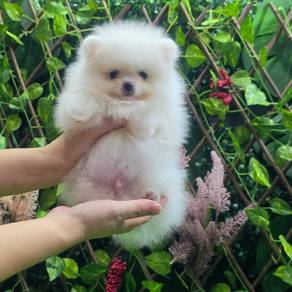 White Pomeranian Puppy For Sale