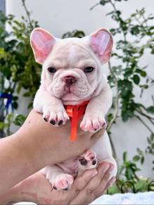 French Bulldog Puppy 003