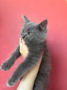bsh