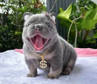 FRENCH BULLDOG PUPPIES 20🌻Premium Quality ~Fluffy
