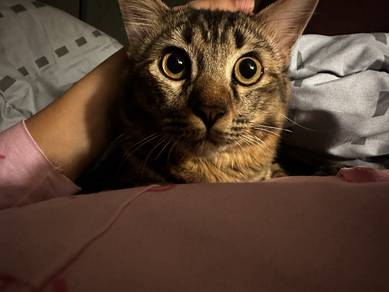 cat for adoption